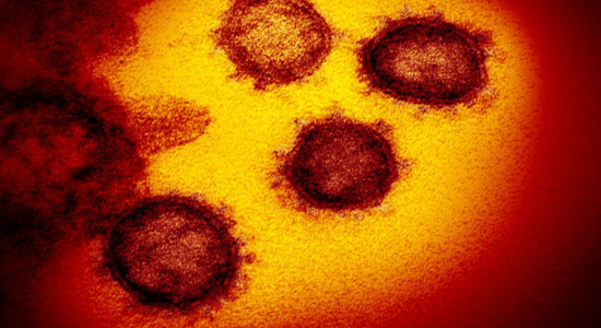 Imagen microscópica del coronavirus aislado de un paciente de EE.UU.